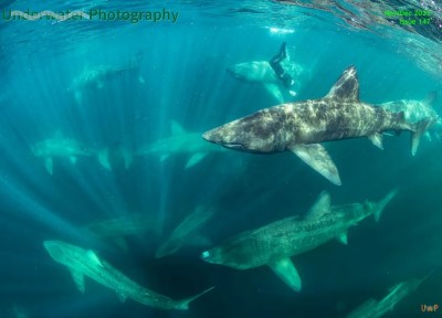 Underwater Photography - November-December 2025